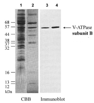 western blot detection using anti-V-ATPase subunit B antibodies